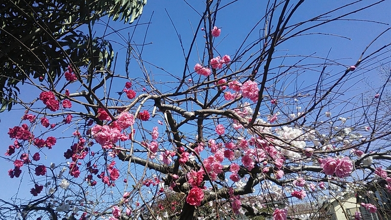 f:id:stantsiya_iriya:20190402224453j:plain f:id:stantsiya_iriya:20190402224453j:plain