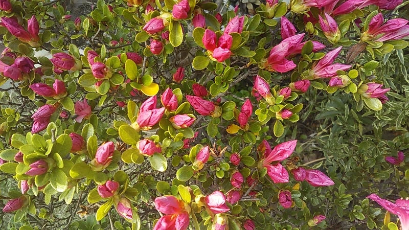 f:id:stantsiya_iriya:20190419224246j:plain f:id:stantsiya_iriya:20190419224246j:plain