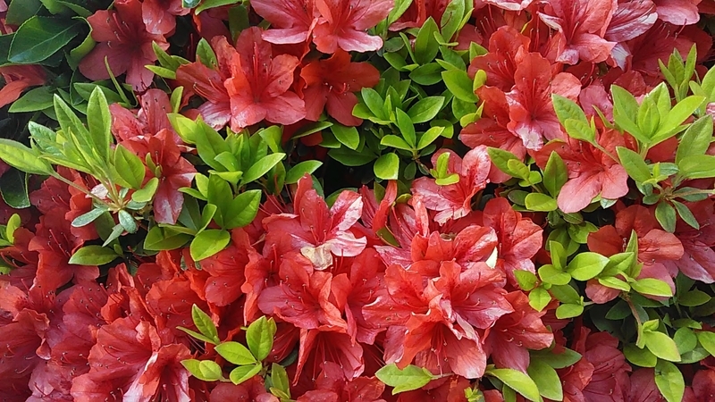 f:id:stantsiya_iriya:20190419224247j:plain f:id:stantsiya_iriya:20190419224247j:plain