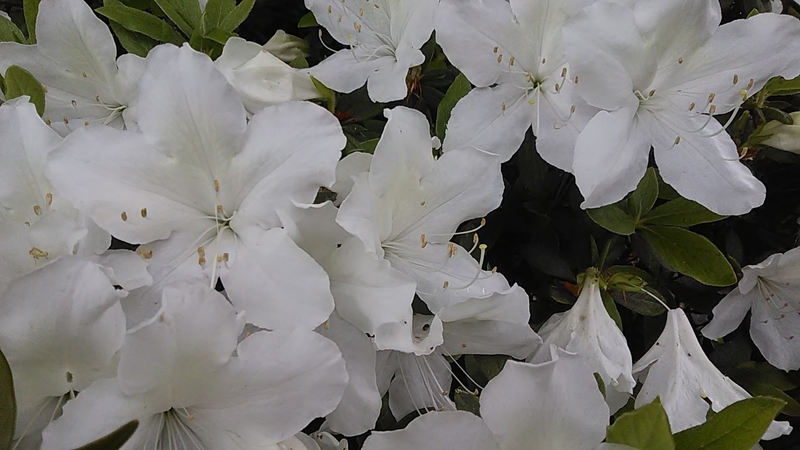 f:id:stantsiya_iriya:20190428080804j:plain f:id:stantsiya_iriya:20190428080804j:plain