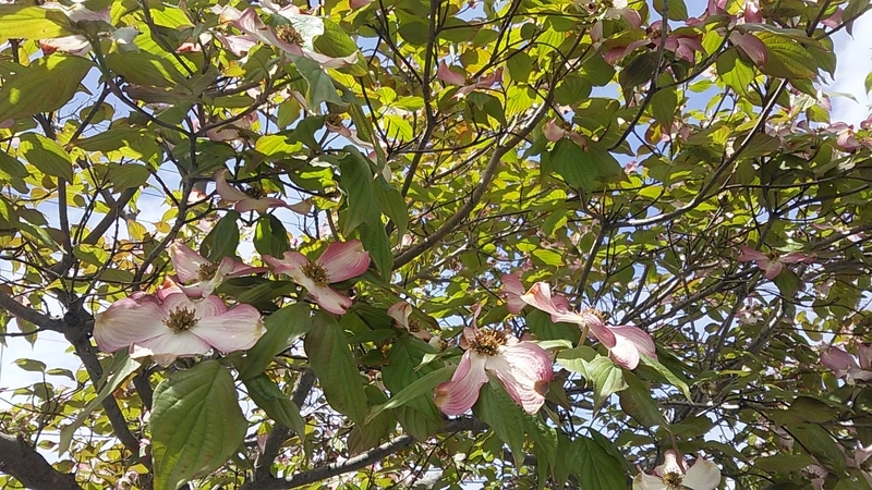 f:id:stantsiya_iriya:20190501203948j:plain f:id:stantsiya_iriya:20190501203948j:plain