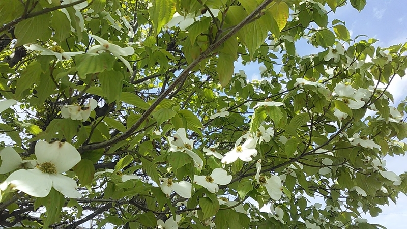 f:id:stantsiya_iriya:20190501203949j:plain f:id:stantsiya_iriya:20190501203949j:plain