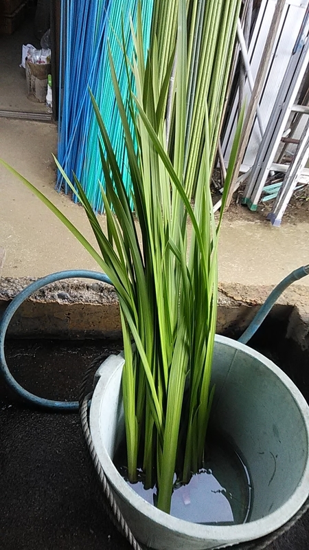 f:id:stantsiya_iriya:20190504092145j:plain f:id:stantsiya_iriya:20190504092145j:plain