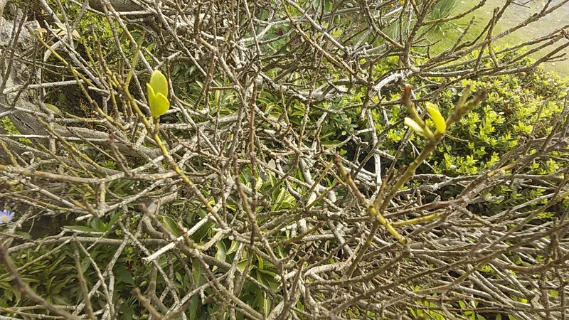 f:id:stantsiya_iriya:20190504092201j:plain f:id:stantsiya_iriya:20190504092201j:plain