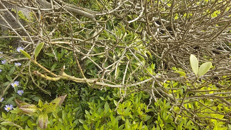 f:id:stantsiya_iriya:20190504092202j:plain f:id:stantsiya_iriya:20190504092202j:plain