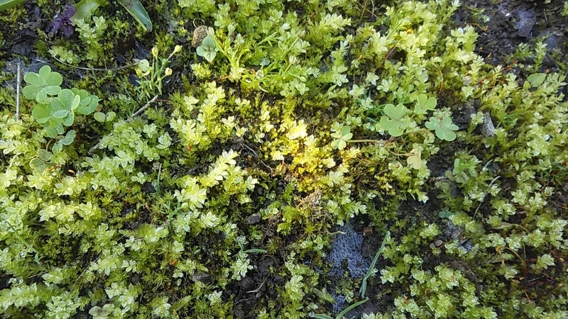 f:id:stantsiya_iriya:20190512123051j:plain