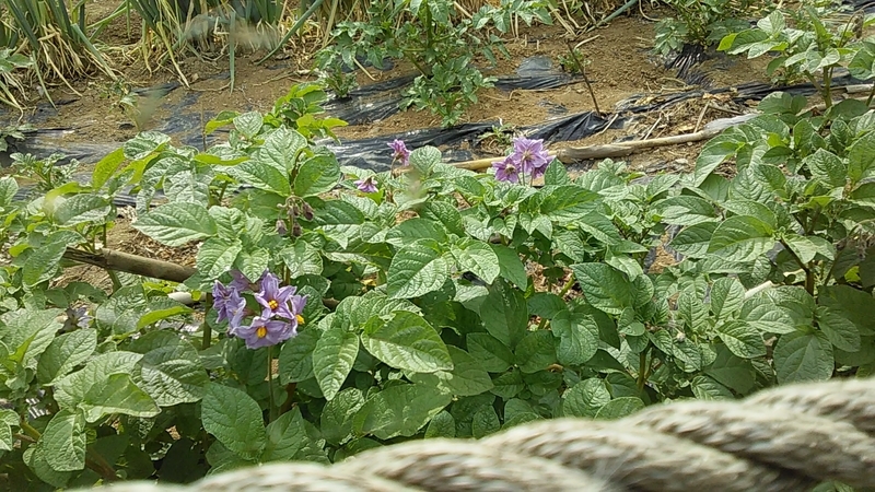 f:id:stantsiya_iriya:20190512123058j:plain