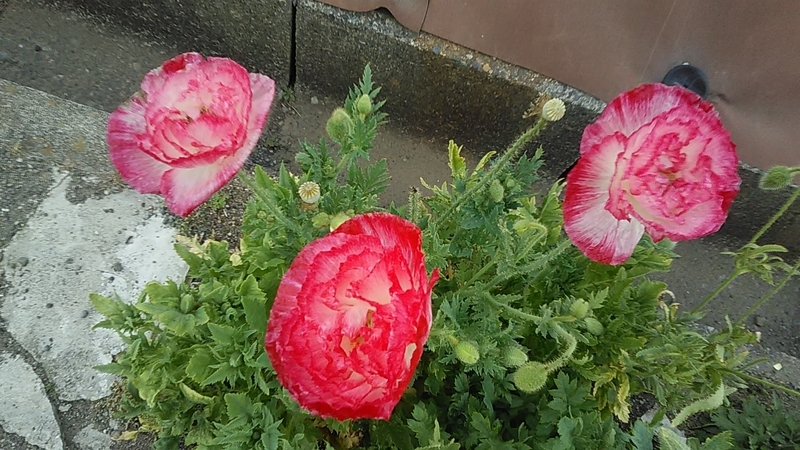 f:id:stantsiya_iriya:20190512123106j:plain