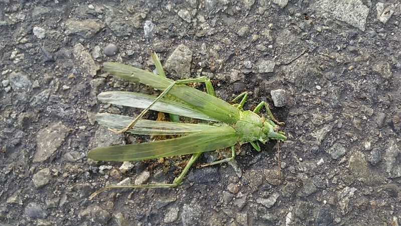 f:id:stantsiya_iriya:20190512123109j:plain