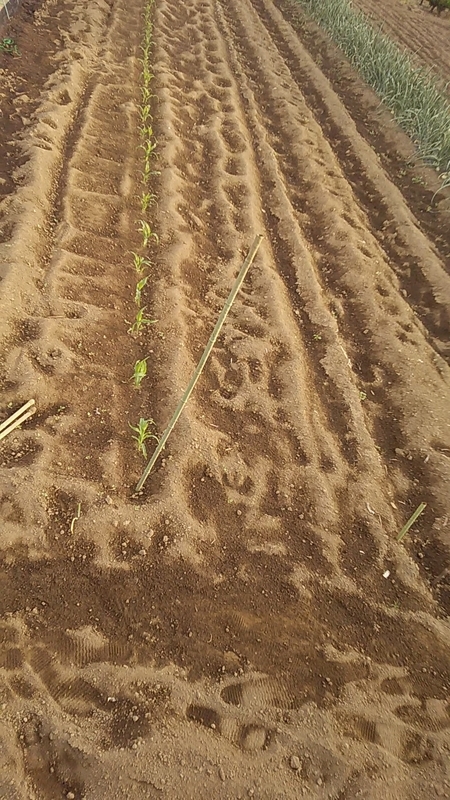 f:id:stantsiya_iriya:20190512123111j:plain