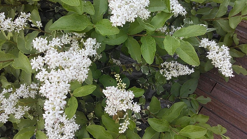 f:id:stantsiya_iriya:20190524210819j:plain f:id:stantsiya_iriya:20190524210819j:plain