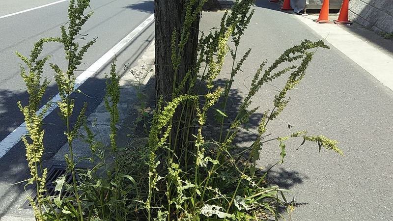f:id:stantsiya_iriya:20190524210821j:plain f:id:stantsiya_iriya:20190524210821j:plain
