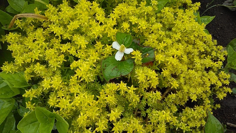 f:id:stantsiya_iriya:20190610205728j:plain f:id:stantsiya_iriya:20190610205728j:plain