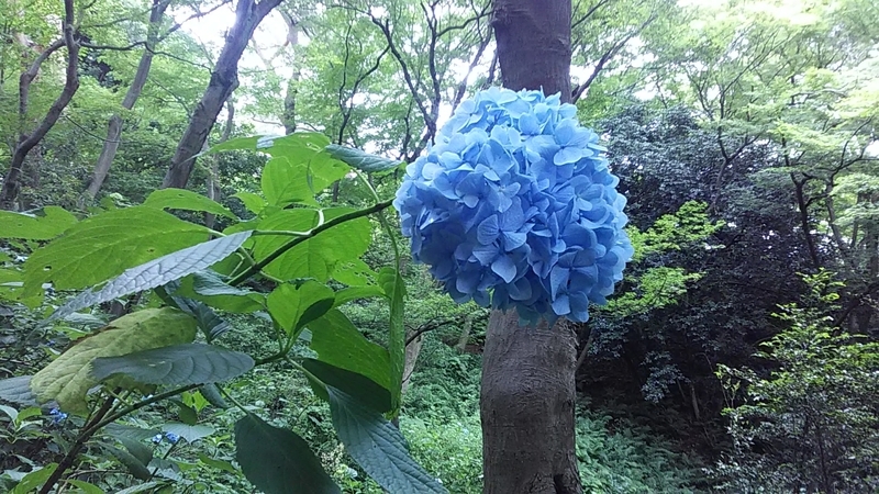 f:id:stantsiya_iriya:20190612170632j:plain f:id:stantsiya_iriya:20190612170632j:plain