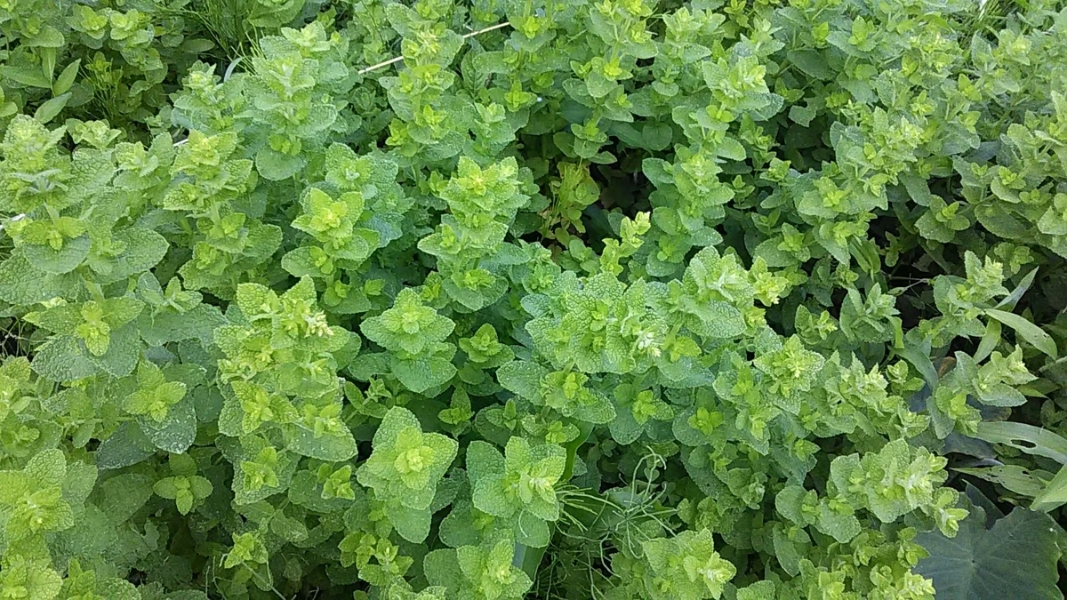 f:id:stantsiya_iriya:20190621212054j:plain