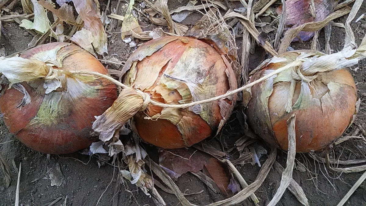 f:id:stantsiya_iriya:20190621212403j:plain f:id:stantsiya_iriya:20190621212403j:plain