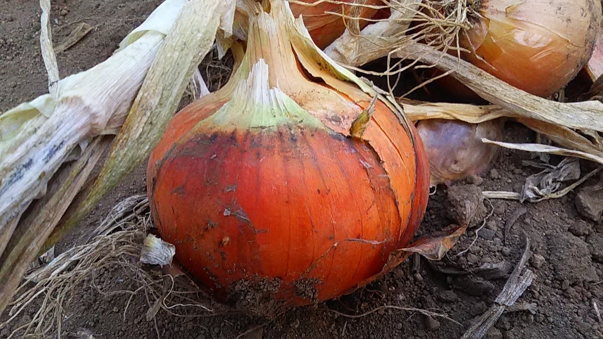 f:id:stantsiya_iriya:20190621212514j:plain f:id:stantsiya_iriya:20190621212514j:plain