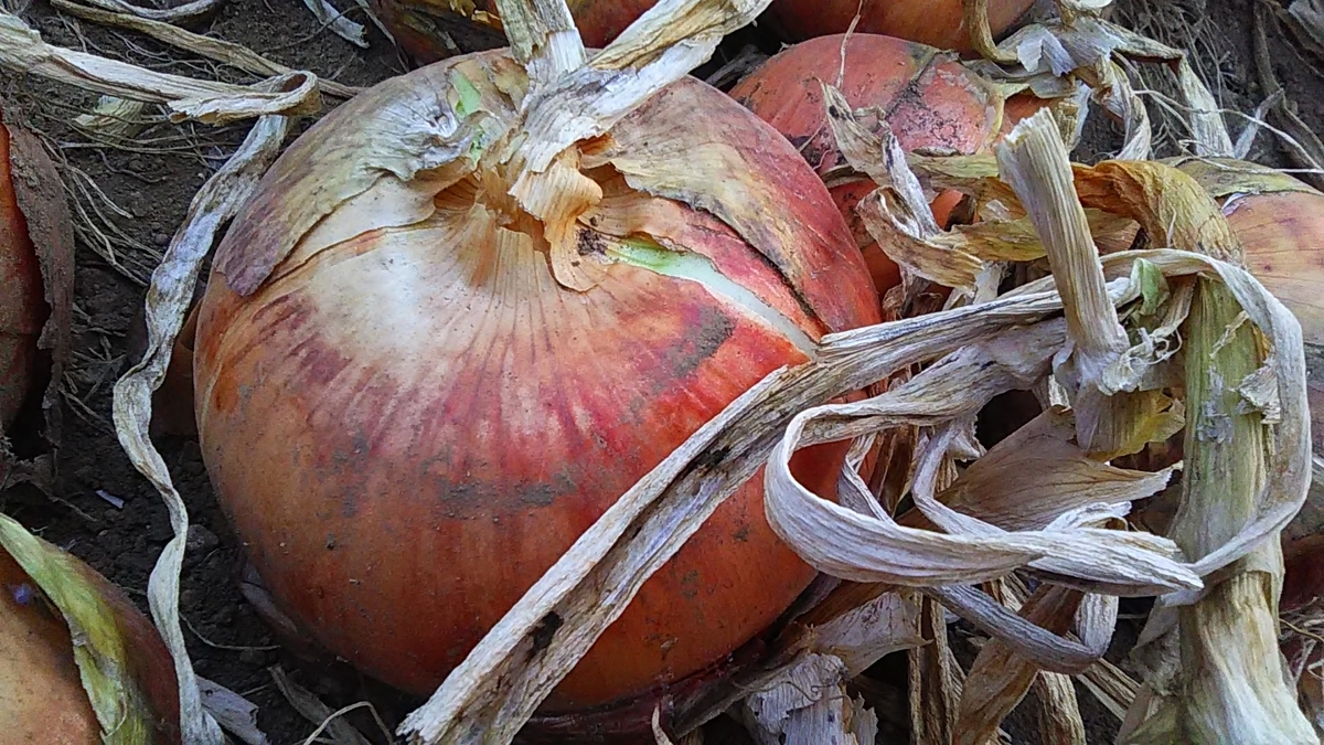 f:id:stantsiya_iriya:20190621212538j:plain f:id:stantsiya_iriya:20190621212538j:plain