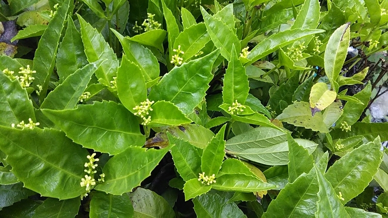 f:id:stantsiya_iriya:20190623144732j:plain f:id:stantsiya_iriya:20190623144732j:plain