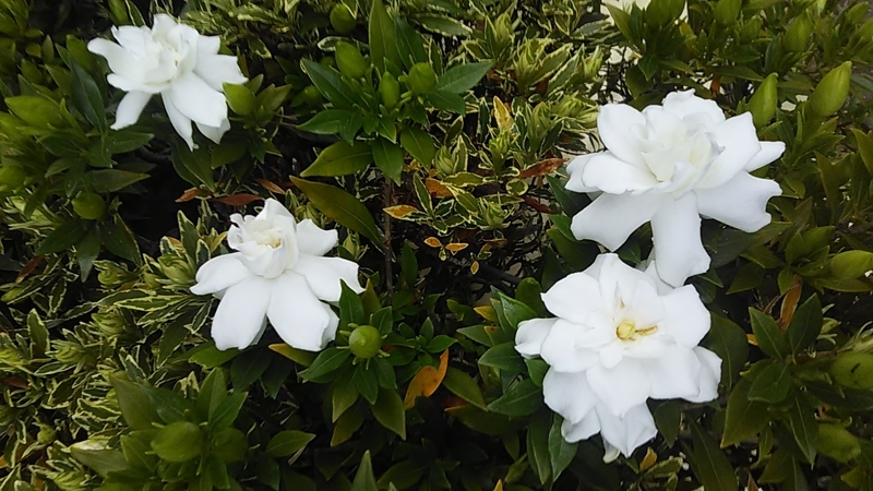 f:id:stantsiya_iriya:20190623144747j:plain f:id:stantsiya_iriya:20190623144747j:plain
