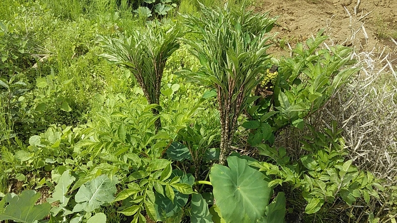 f:id:stantsiya_iriya:20190626193123j:plain f:id:stantsiya_iriya:20190626193123j:plain