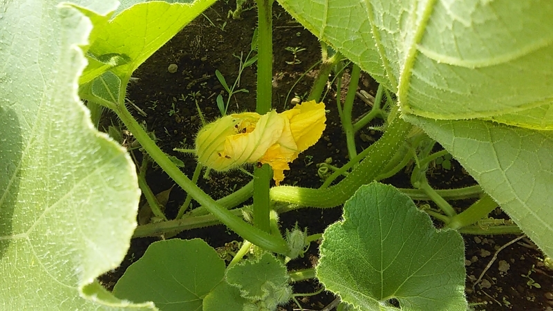 f:id:stantsiya_iriya:20190626193131j:plain f:id:stantsiya_iriya:20190626193131j:plain