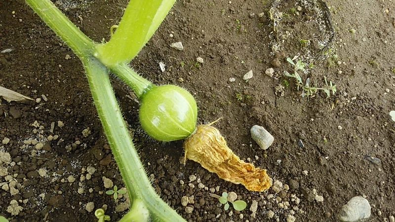 f:id:stantsiya_iriya:20190626193141j:plain f:id:stantsiya_iriya:20190626193141j:plain