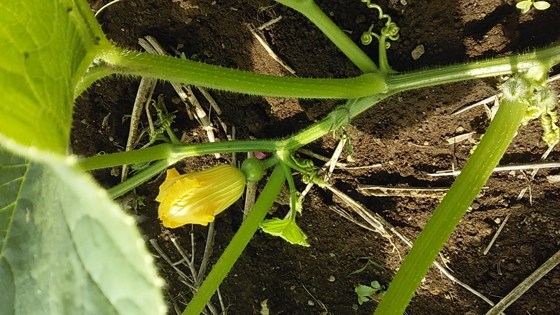 f:id:stantsiya_iriya:20190626193150j:plain f:id:stantsiya_iriya:20190626193150j:plain