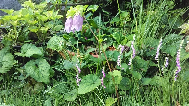 f:id:stantsiya_iriya:20190628170016j:plain