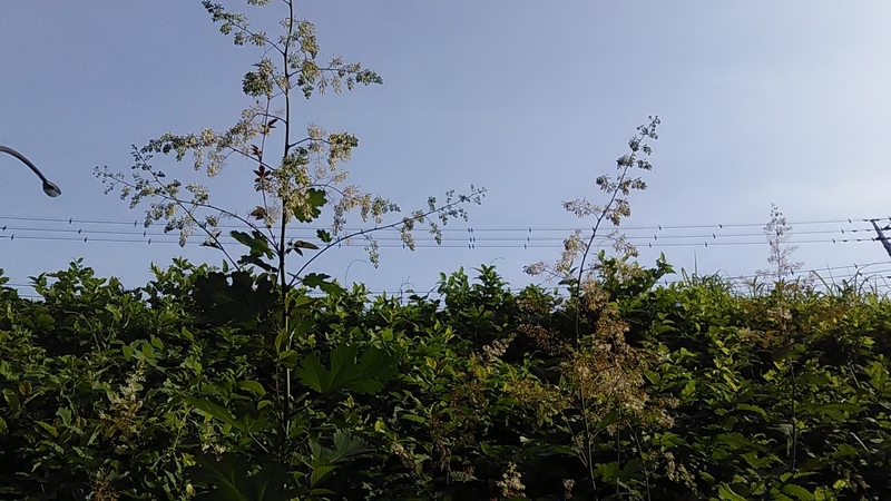 f:id:stantsiya_iriya:20190628170028j:plain