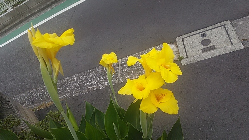 f:id:stantsiya_iriya:20190709154315j:plain f:id:stantsiya_iriya:20190709154315j:plain