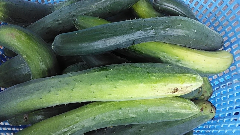 f:id:stantsiya_iriya:20190716065452j:plain