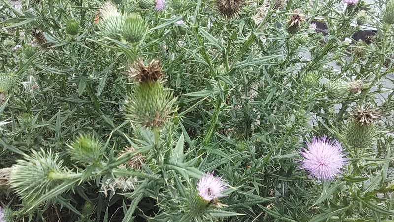 f:id:stantsiya_iriya:20190721165835j:plain f:id:stantsiya_iriya:20190721165835j:plain