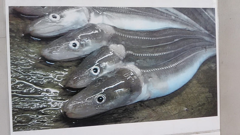 f:id:stantsiya_iriya:20190721184337j:plain