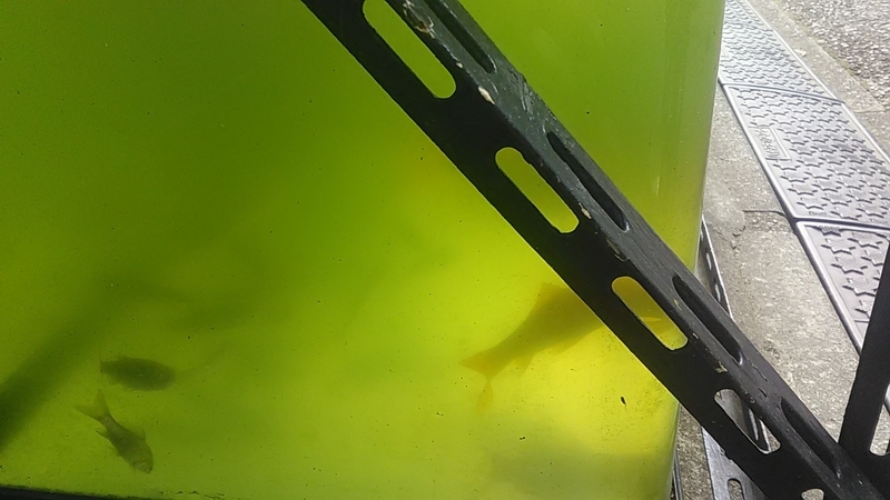 f:id:stantsiya_iriya:20190727120330j:plain