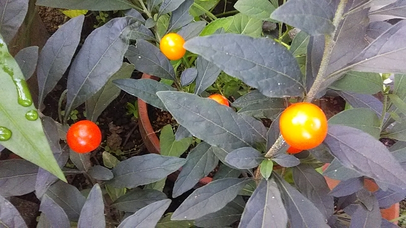 f:id:stantsiya_iriya:20190731211940j:plain