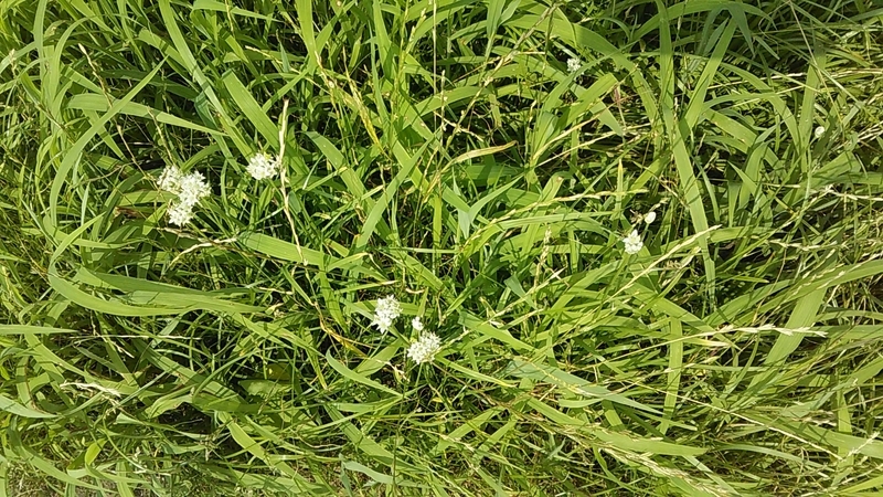 f:id:stantsiya_iriya:20190731212004j:plain