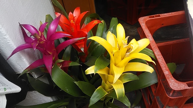 f:id:stantsiya_iriya:20190731212510j:plain