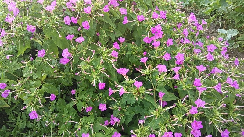 f:id:stantsiya_iriya:20190809143016j:plain f:id:stantsiya_iriya:20190809143016j:plain