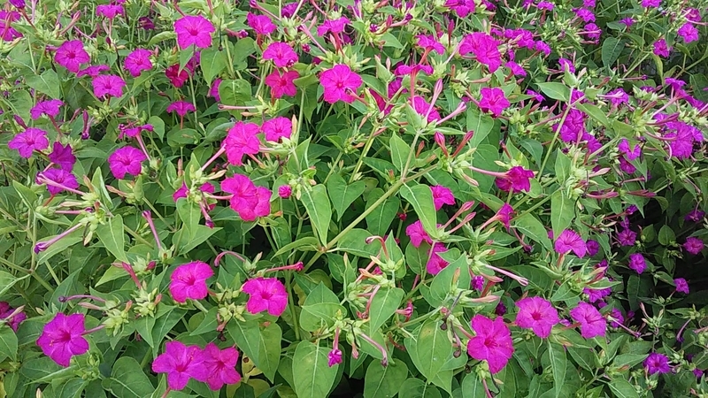 f:id:stantsiya_iriya:20190809143047j:plain f:id:stantsiya_iriya:20190809143047j:plain