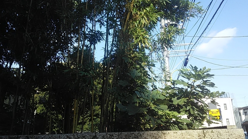 f:id:stantsiya_iriya:20190811204151j:plain f:id:stantsiya_iriya:20190811204151j:plain