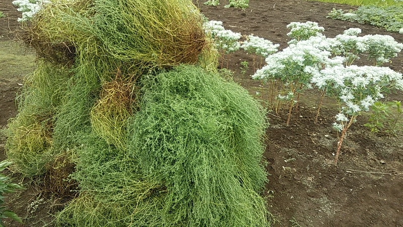 f:id:stantsiya_iriya:20190822165644j:plain