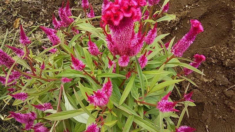f:id:stantsiya_iriya:20190822165659j:plain f:id:stantsiya_iriya:20190822165659j:plain