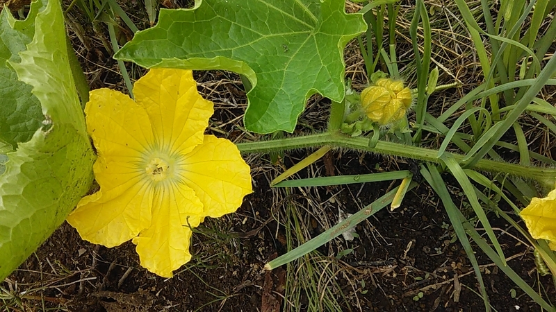 f:id:stantsiya_iriya:20190822165705j:plain f:id:stantsiya_iriya:20190822165705j:plain