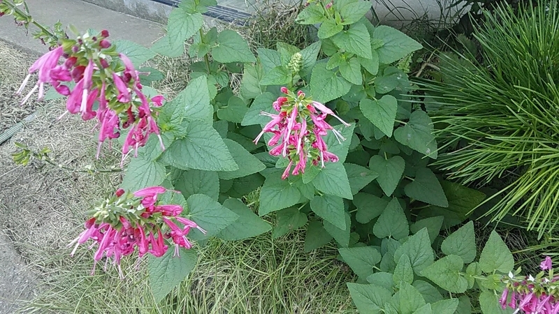 f:id:stantsiya_iriya:20190902180833j:plain f:id:stantsiya_iriya:20190902180833j:plain