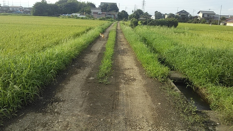 f:id:stantsiya_iriya:20190905203302j:plain f:id:stantsiya_iriya:20190905203302j:plain