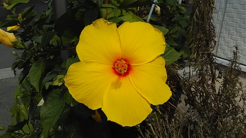 f:id:stantsiya_iriya:20190907205019j:plain f:id:stantsiya_iriya:20190907205019j:plain