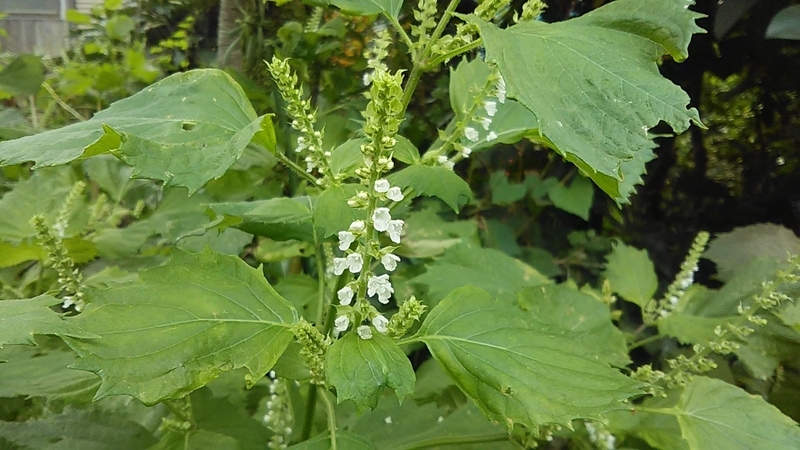 f:id:stantsiya_iriya:20190922124305j:plain f:id:stantsiya_iriya:20190922124305j:plain