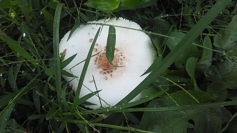 f:id:stantsiya_iriya:20190924152306j:plain f:id:stantsiya_iriya:20190924152306j:plain