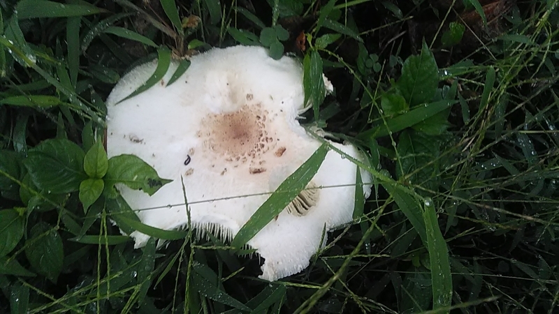 f:id:stantsiya_iriya:20190924152311j:plain f:id:stantsiya_iriya:20190924152311j:plain